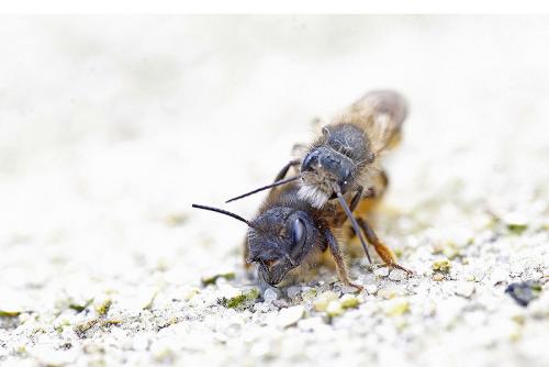 Réf. 202 803 : Osmia bicornis